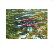 Salmon run in Adams River